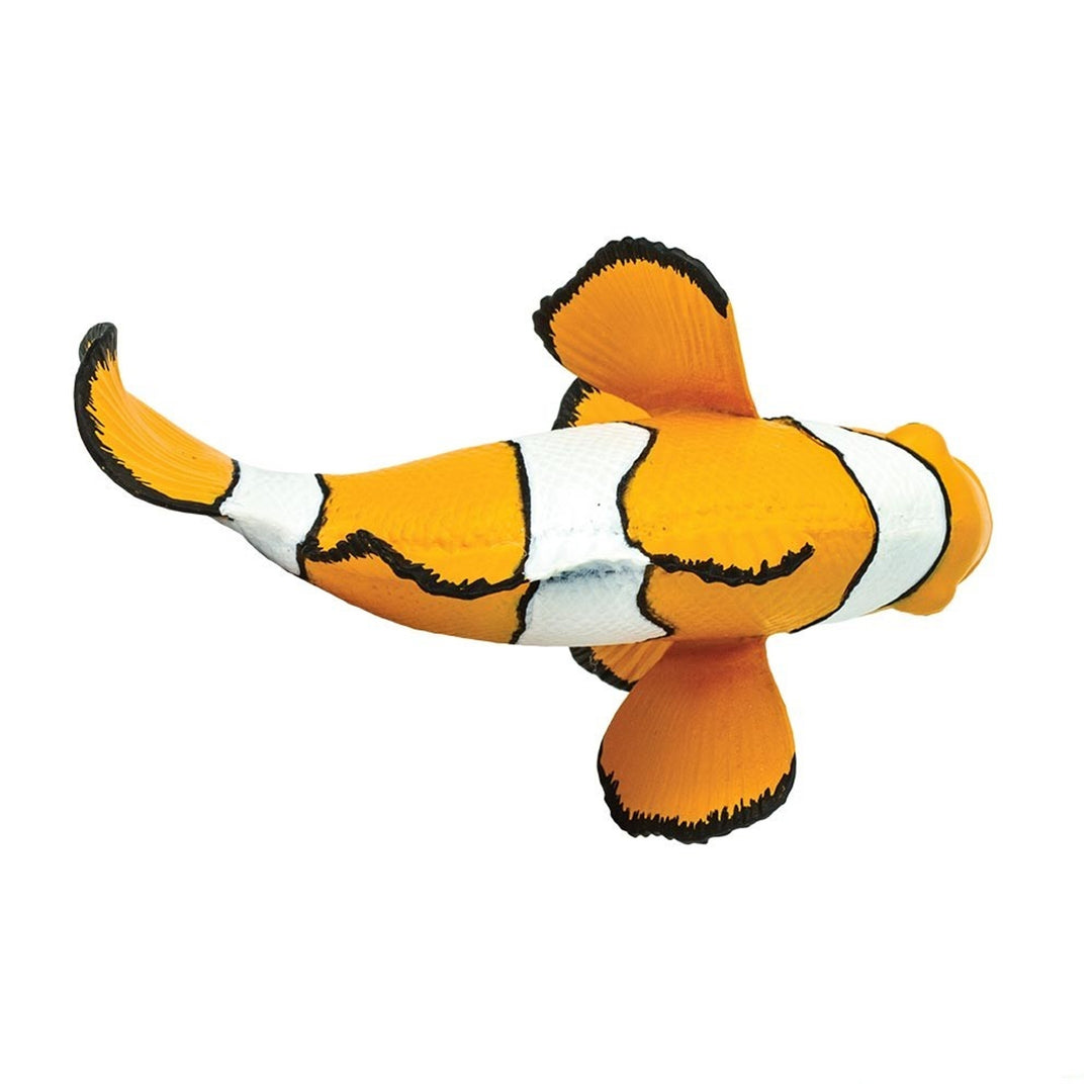 Safari - Clown Anemonefish