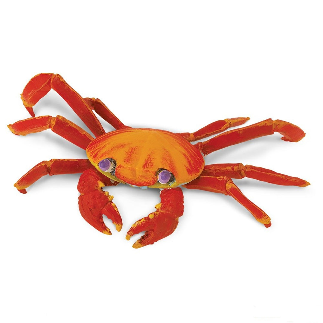 Safari - Galapagos Sally Lightfoot Crab
