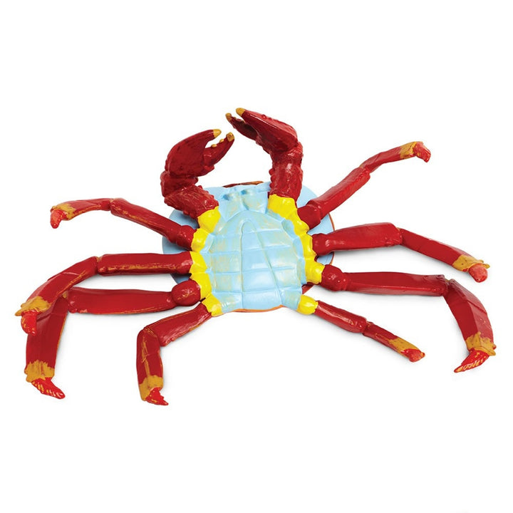 Safari - Galapagos Sally Lightfoot Crab
