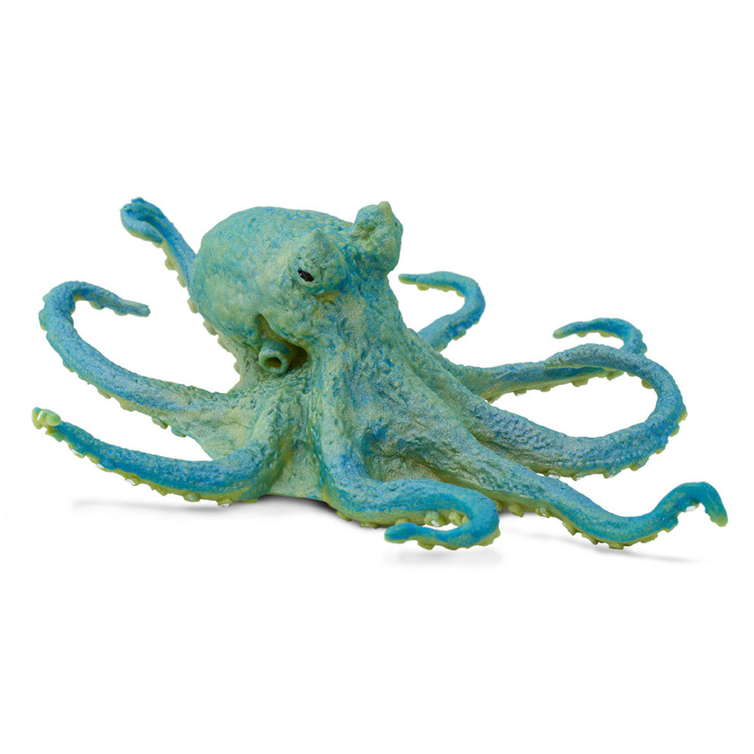 Safari - Octopus