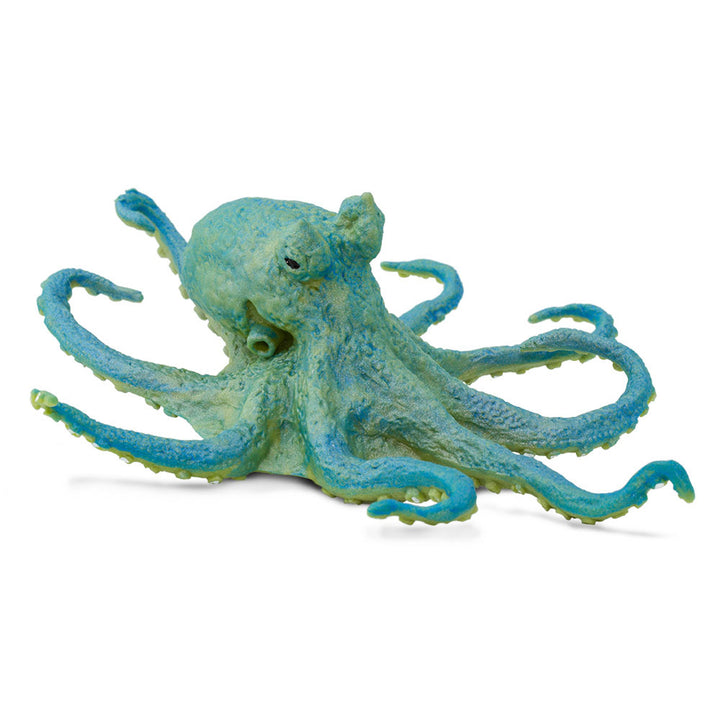 Safari - Octopus
