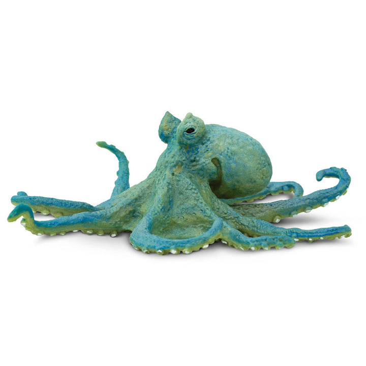 Safari - Octopus