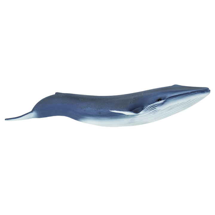 Safari - Blue Whale