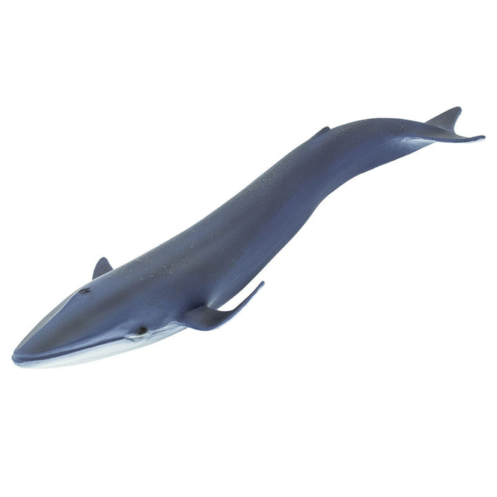 Safari - Blue Whale
