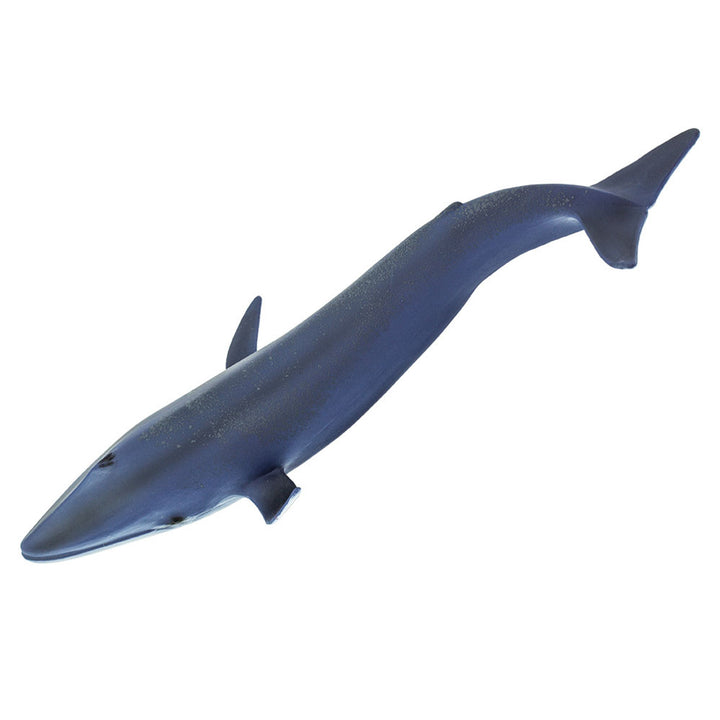 Safari - Blue Whale