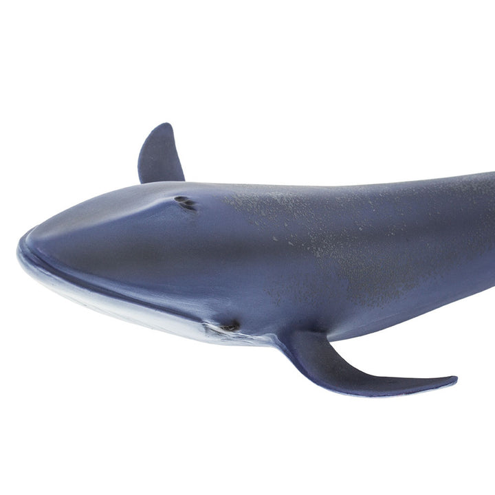 Safari - Blue Whale
