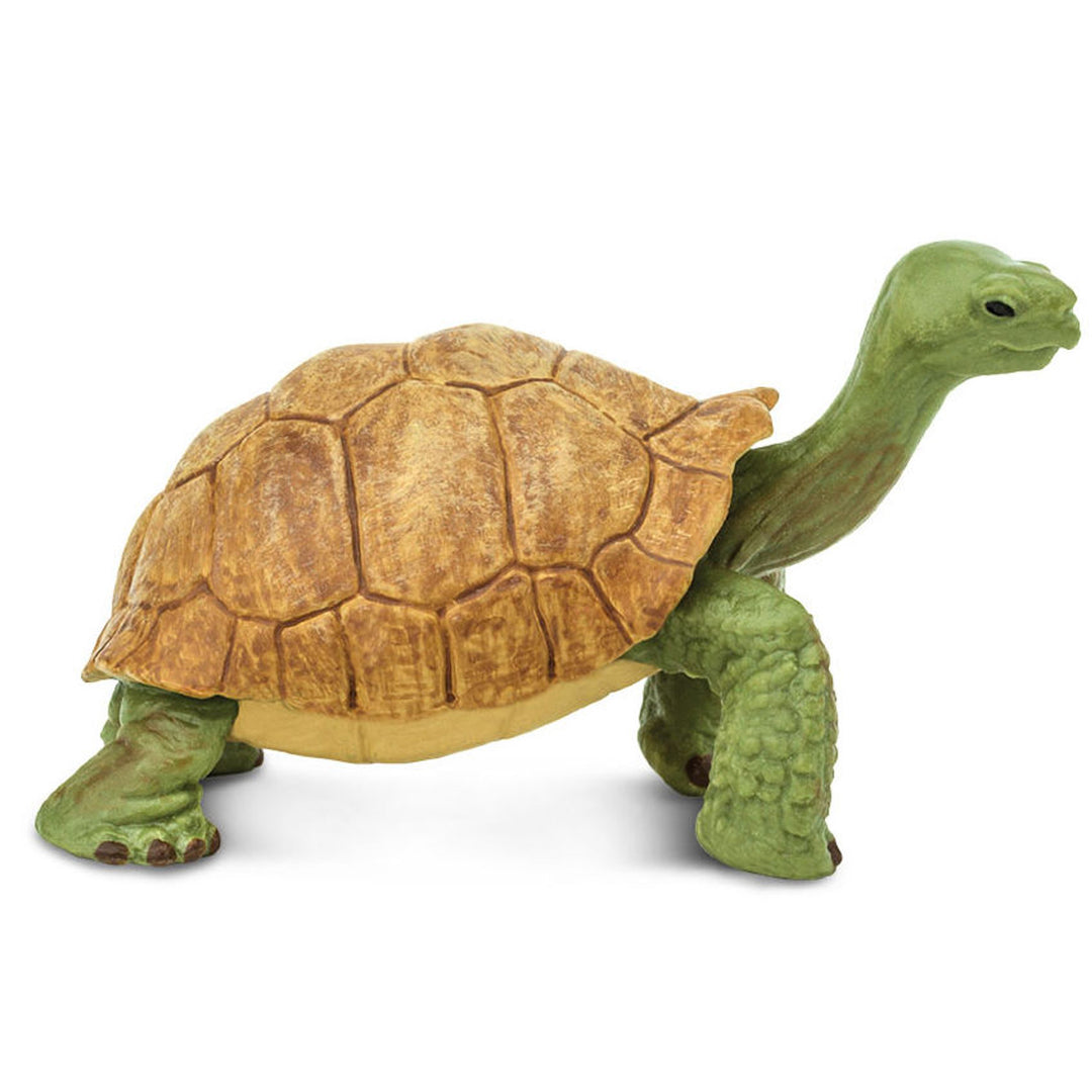 Safari - Giant Tortoise