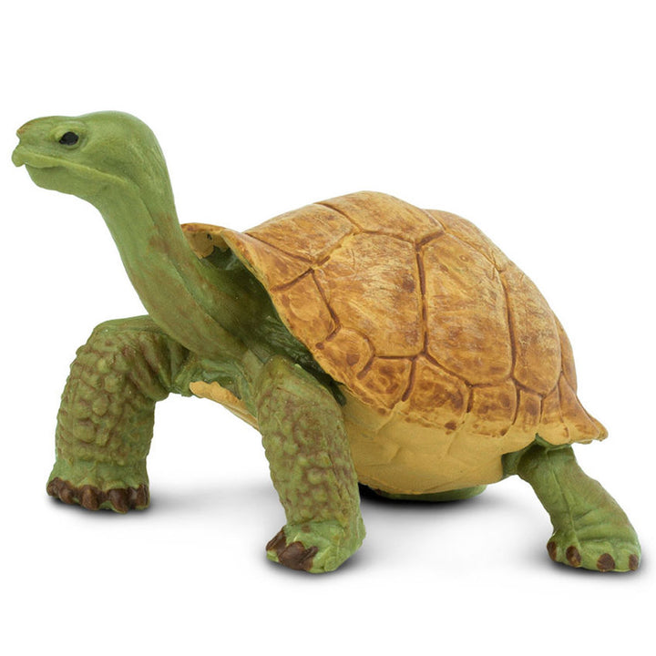 Safari - Giant Tortoise