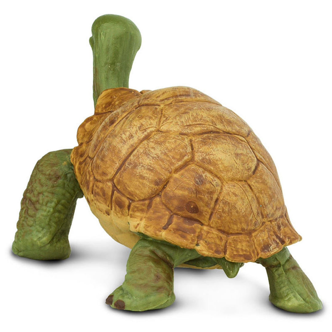 Safari - Giant Tortoise