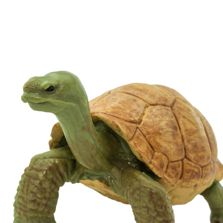Safari - Giant Tortoise