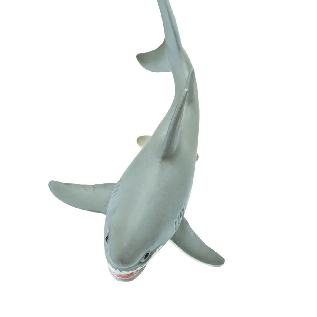 Safari - Great White Shark