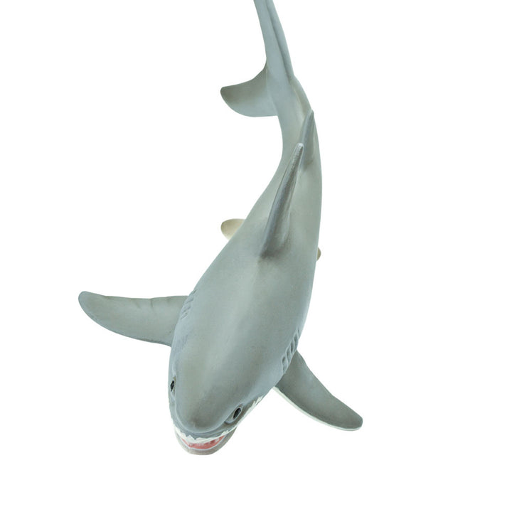 Safari - Great White Shark
