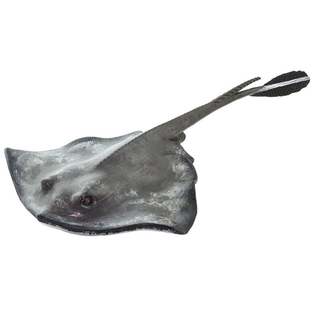 Safari - Sting Ray