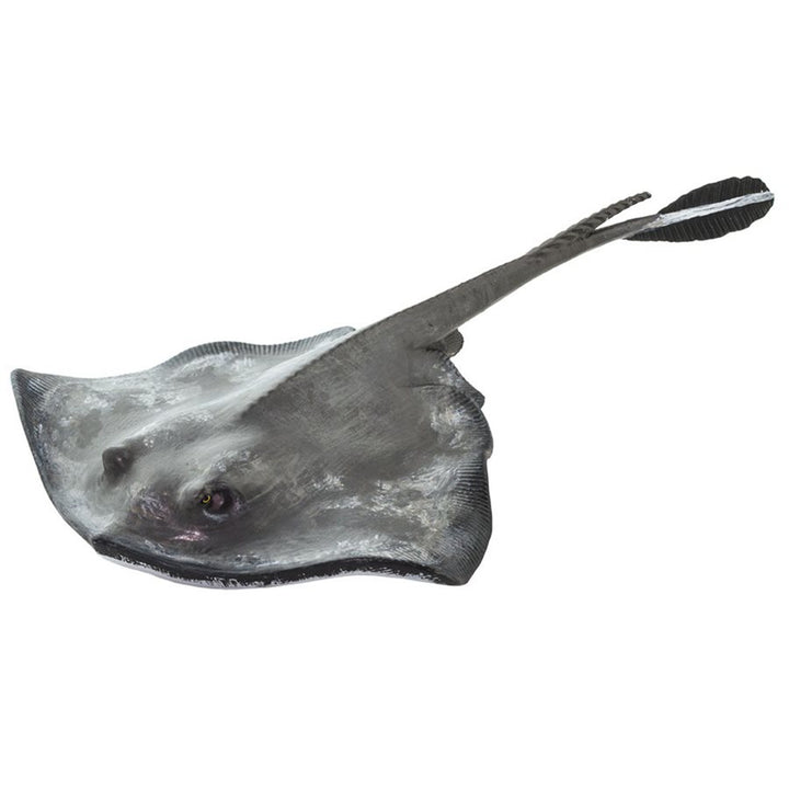 Safari - Sting Ray