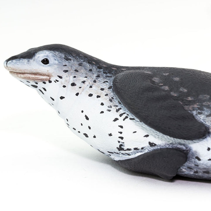 Safari - Leopard Seal