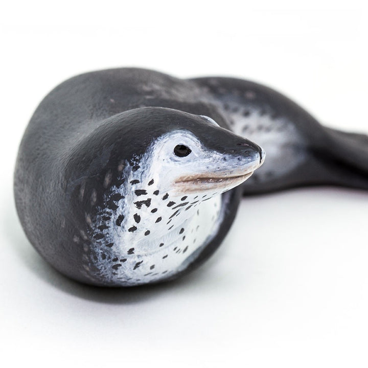 Safari - Leopard Seal
