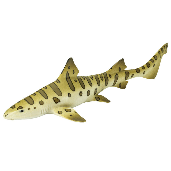 Safari - Leopard Shark