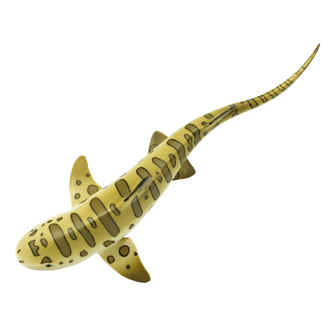 Safari - Leopard Shark