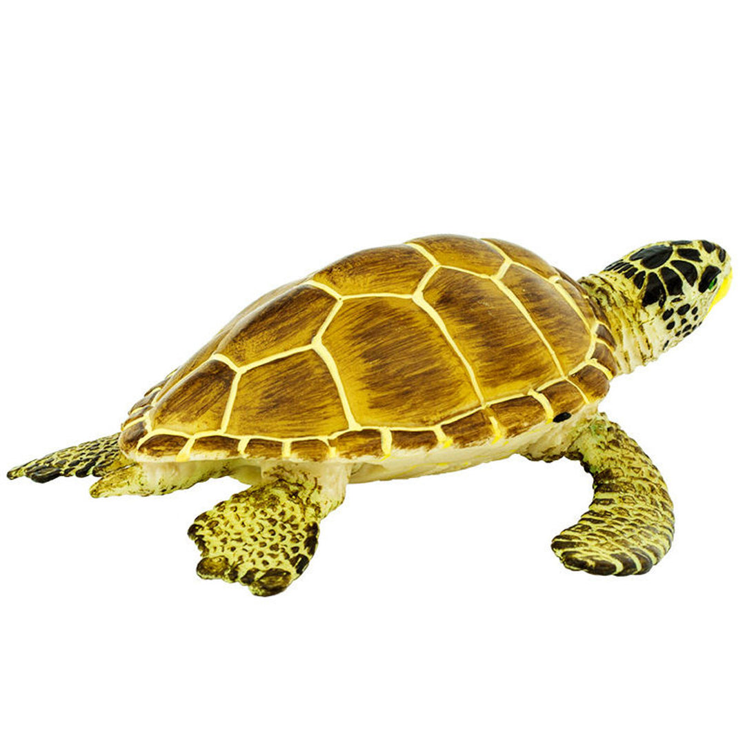 Safari - Loggerhead Turtle