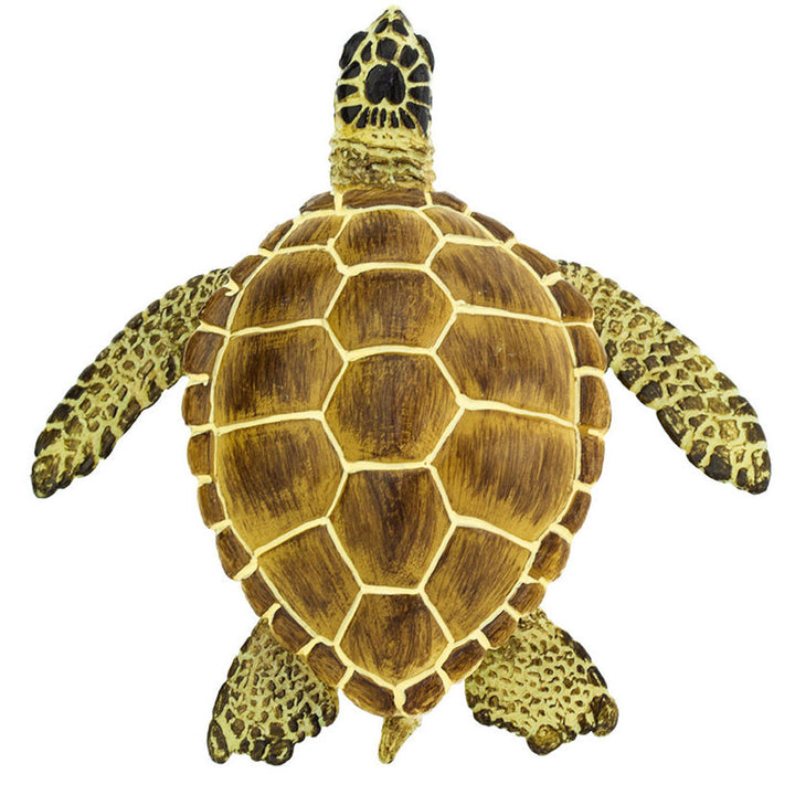 Safari - Loggerhead Turtle