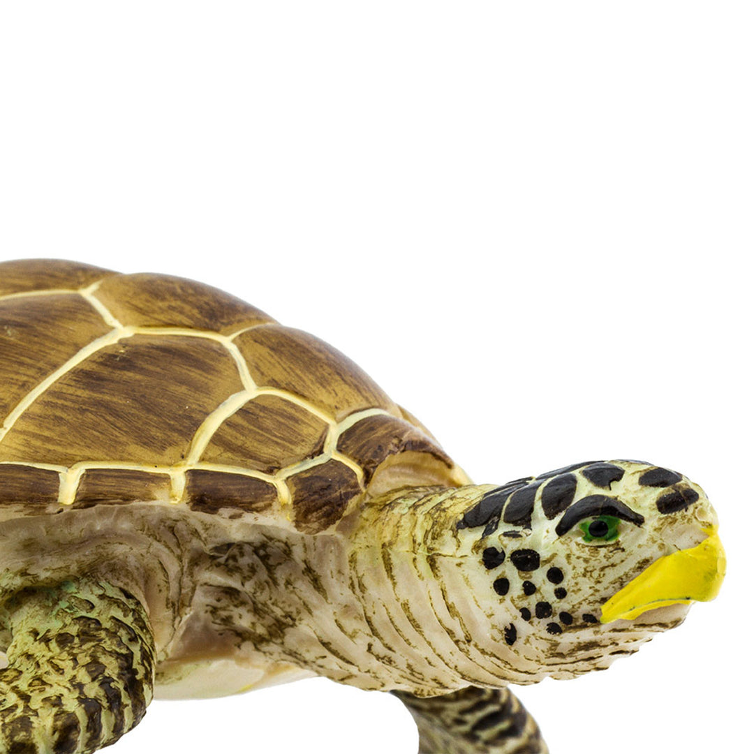 Safari - Loggerhead Turtle
