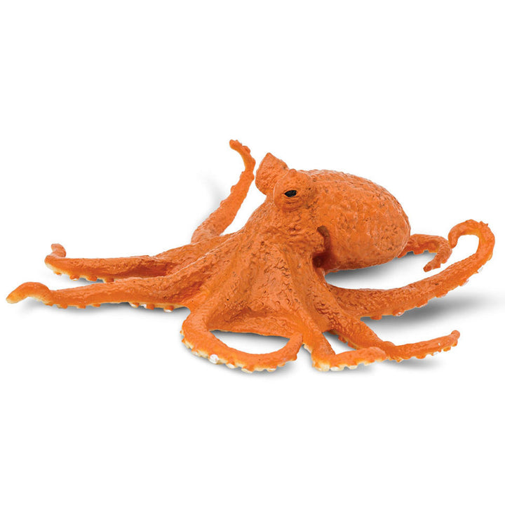 Safari - Octopus