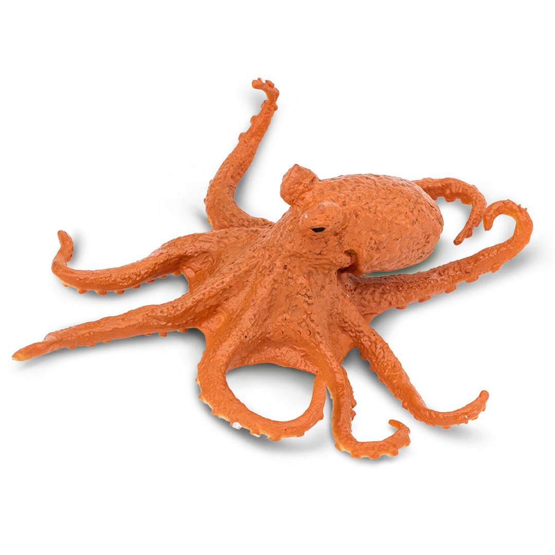 Safari - Octopus