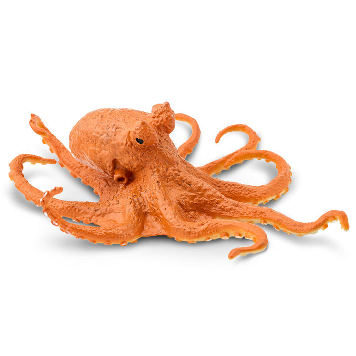 Safari - Octopus