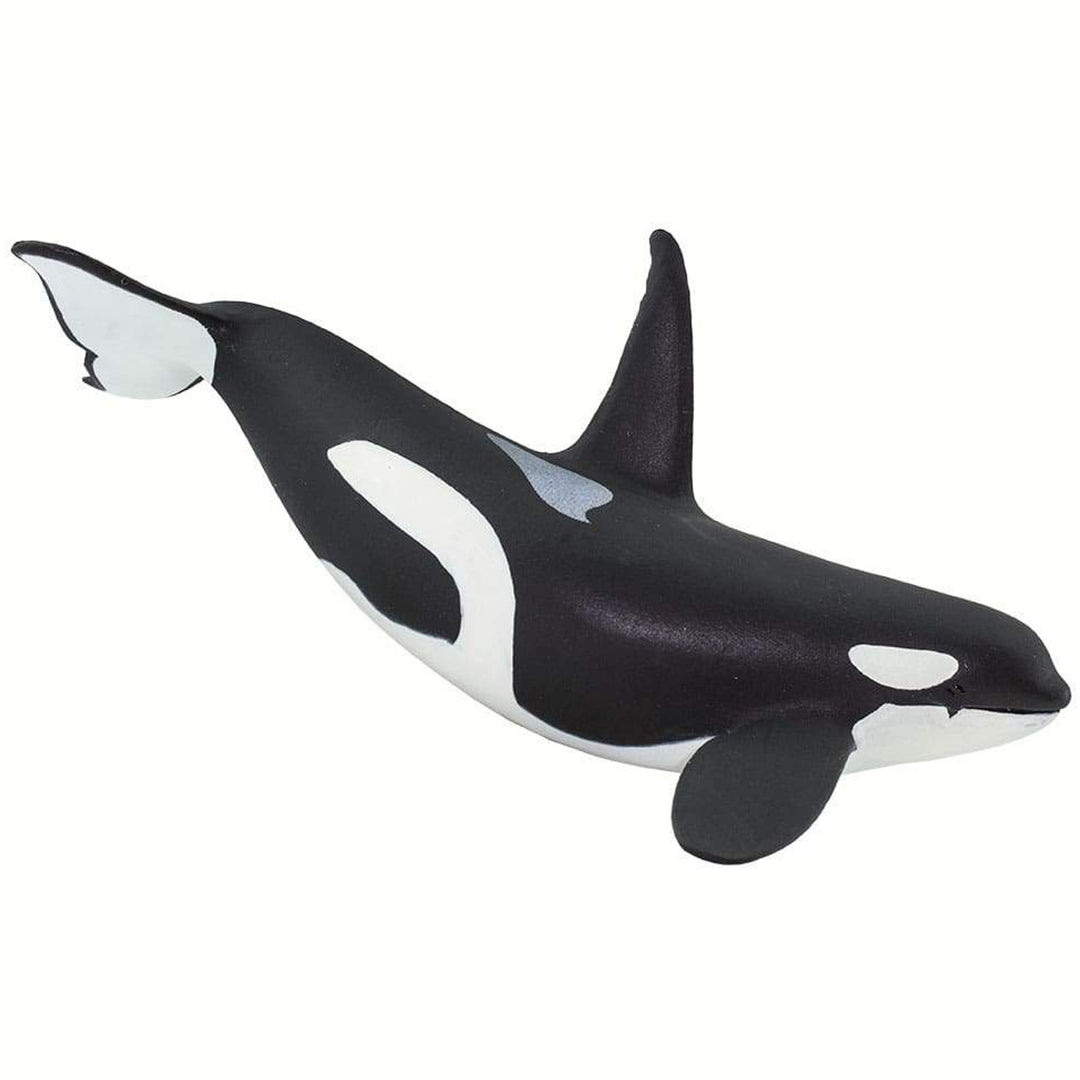 Safari - Orca