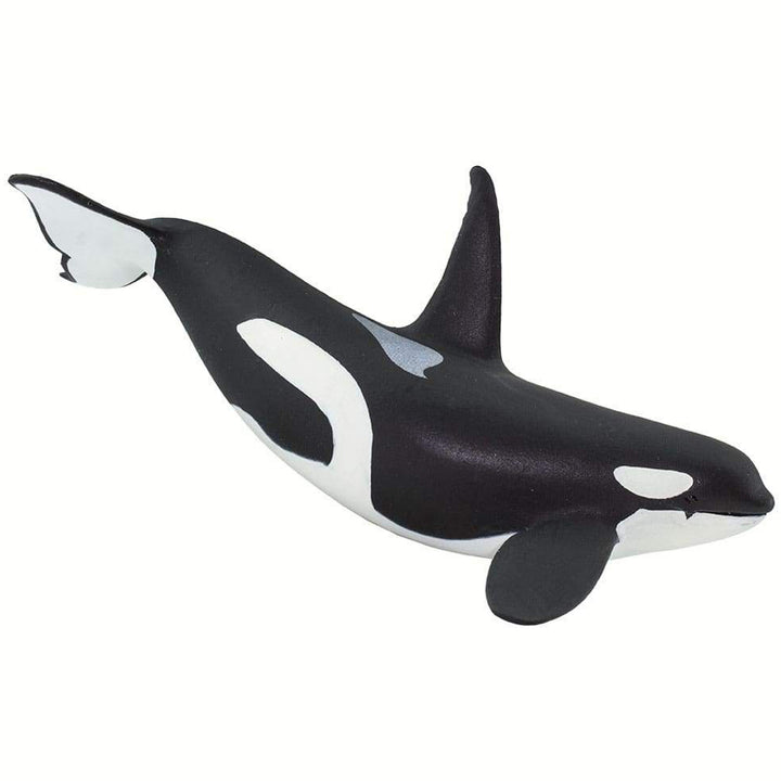 Safari - Orca