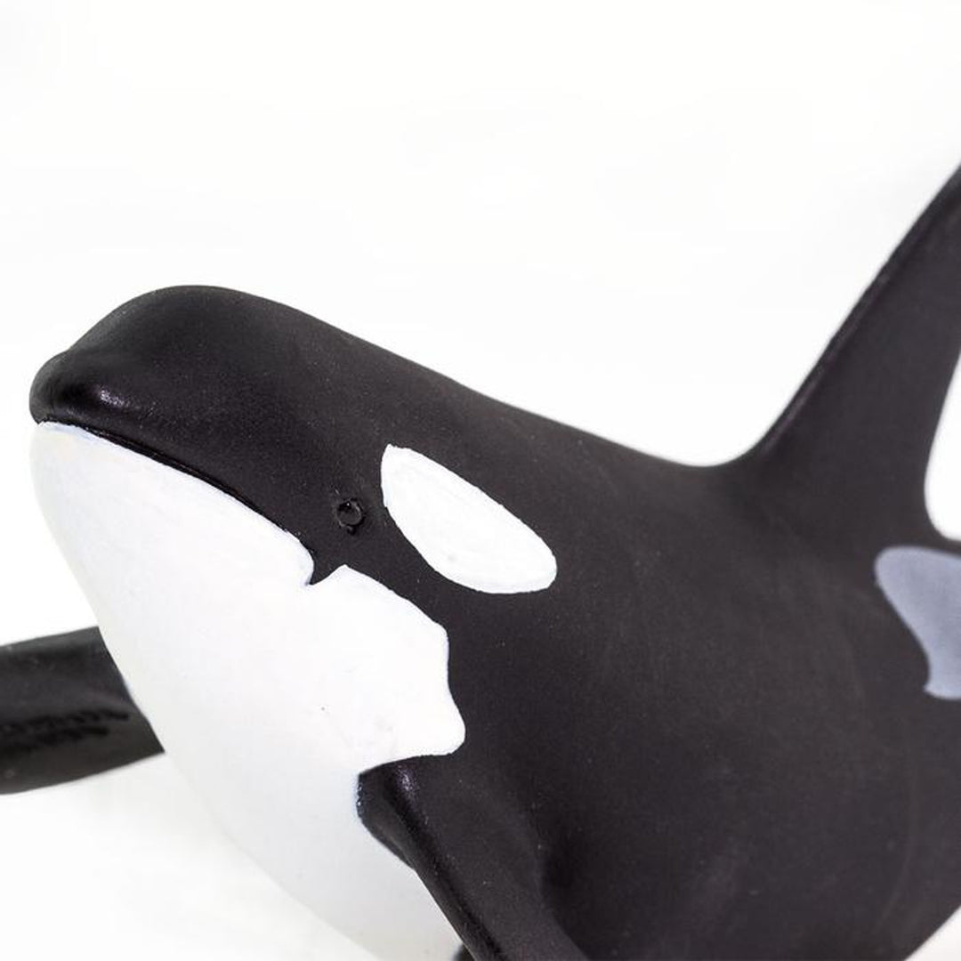 Safari - Orca