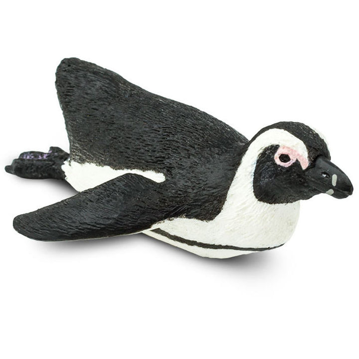 Safari - South African Penguin