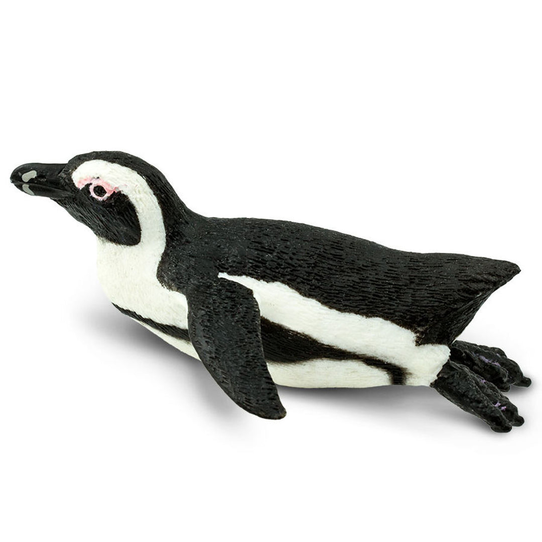 Safari - South African Penguin