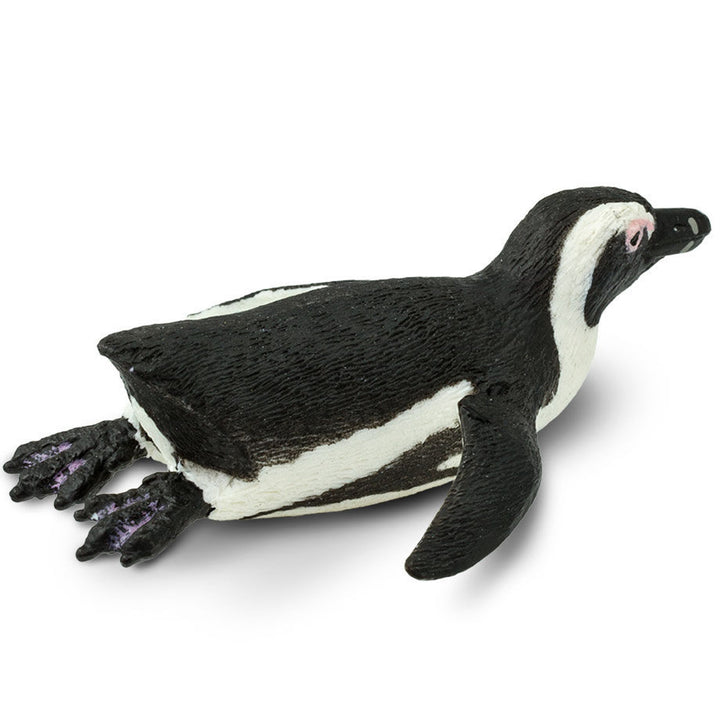 Safari - South African Penguin