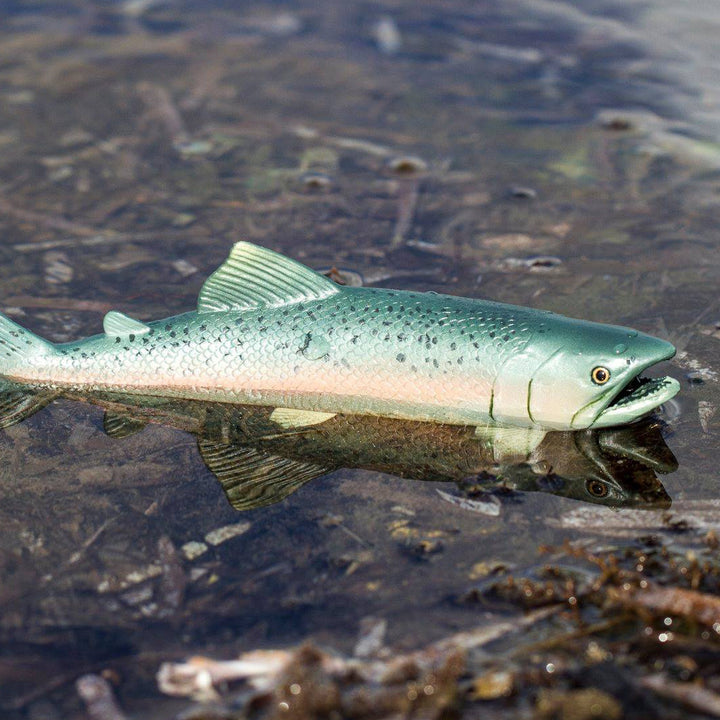 Safari - Salmon