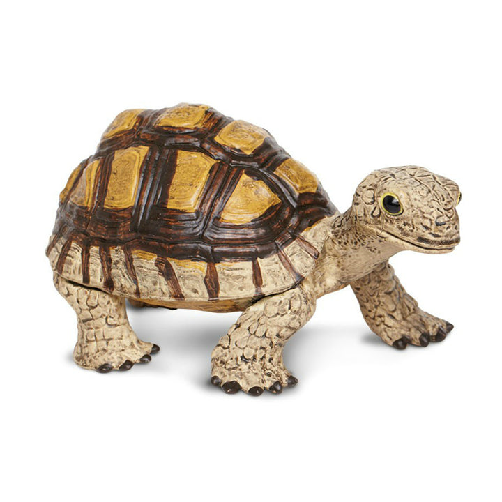 Safari - Tortoise