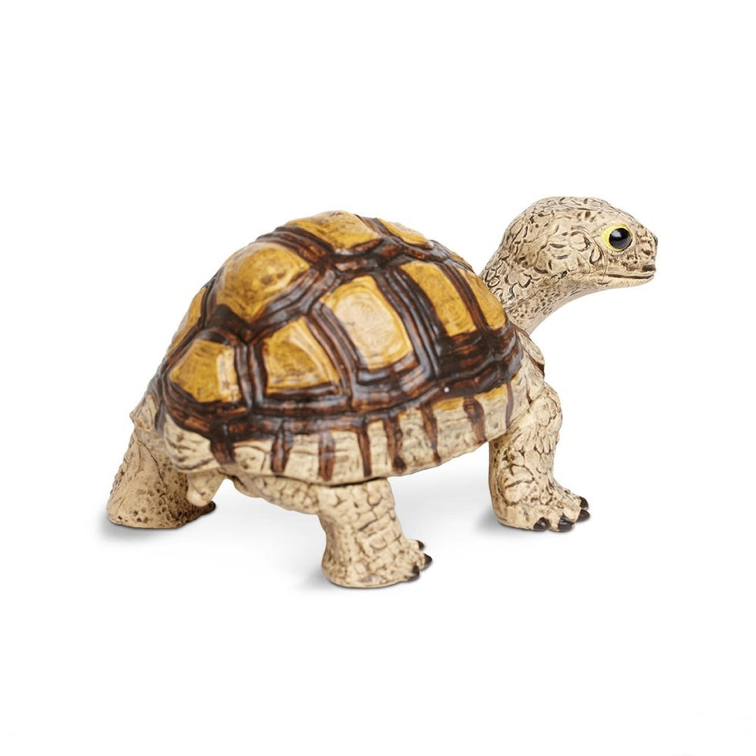 Safari - Tortoise