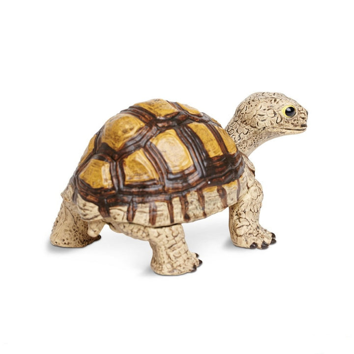 Safari - Tortoise