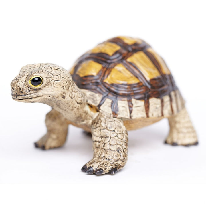 Safari - Tortoise