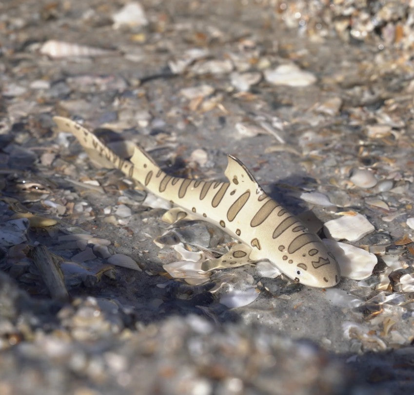 Safari - Leopard Shark