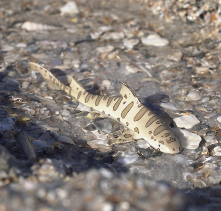 Safari - Leopard Shark
