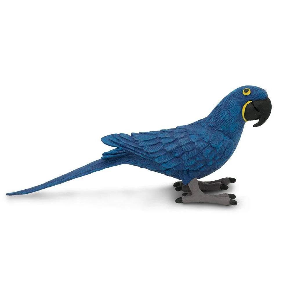 Safari - Hyacinth Macaw