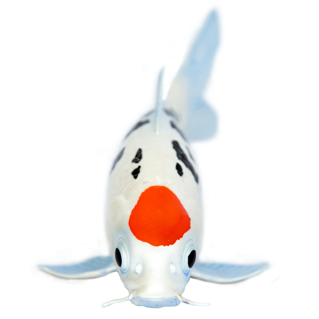 Safari - Koi Fish Tancho