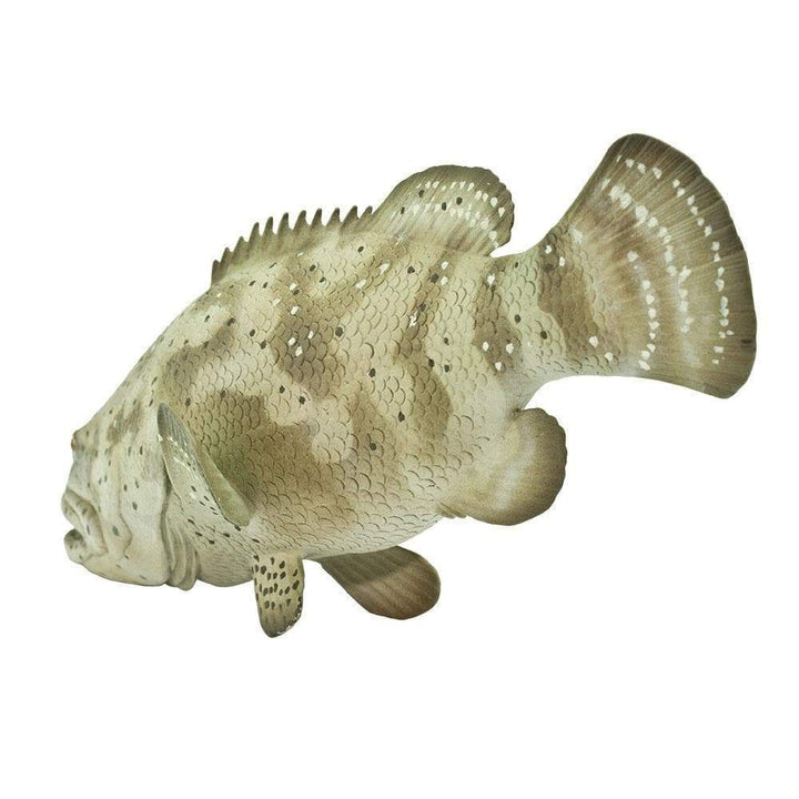 Safari - Goliath Grouper