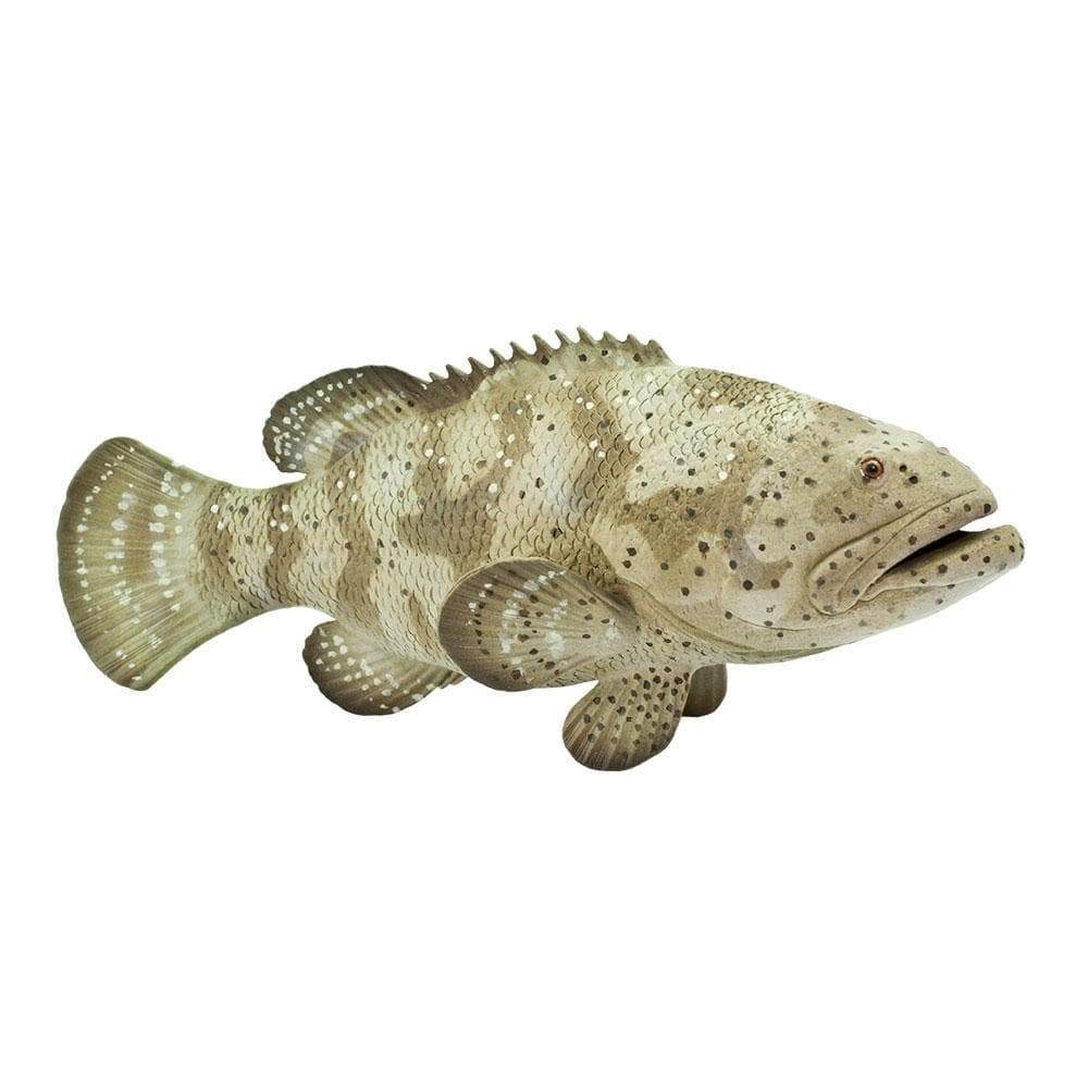 Safari - Goliath Grouper