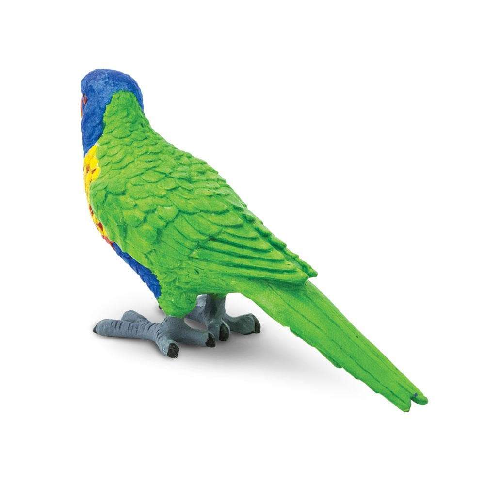 Safari - Lorikeet