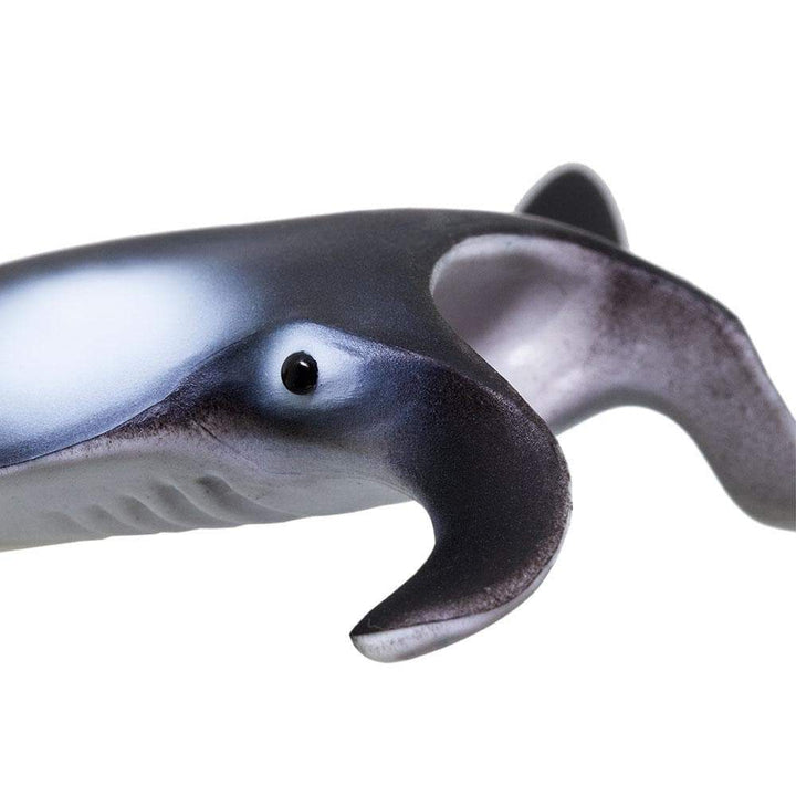 Safari - Manta Ray