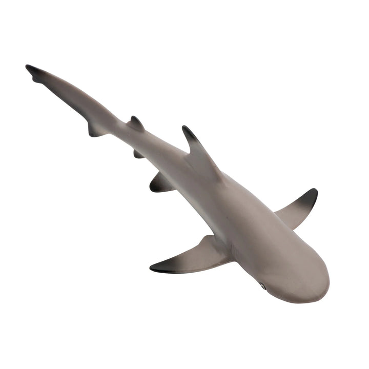 Safari - Blacktip Reef Shark