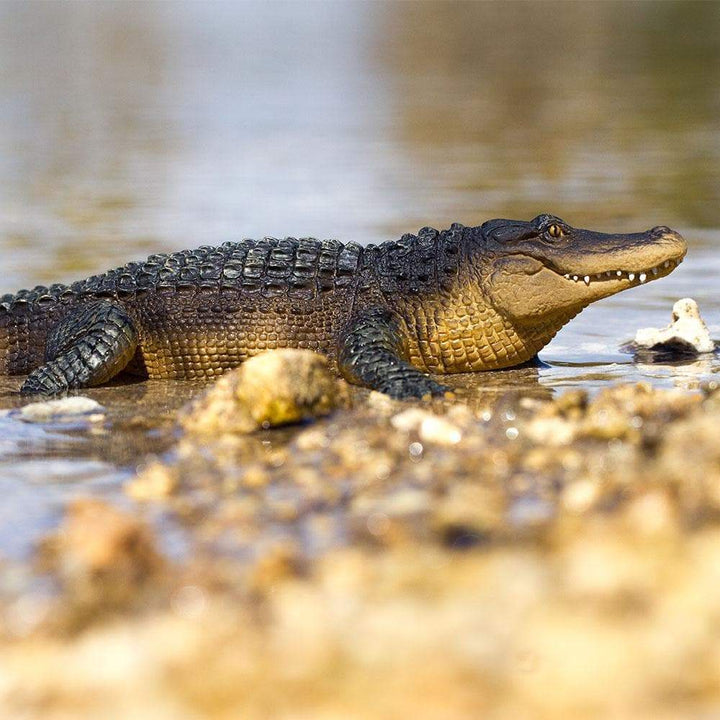 Safari - Alligator (Large)
