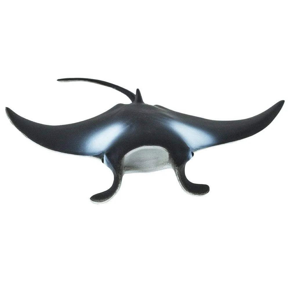 Safari - Manta Ray